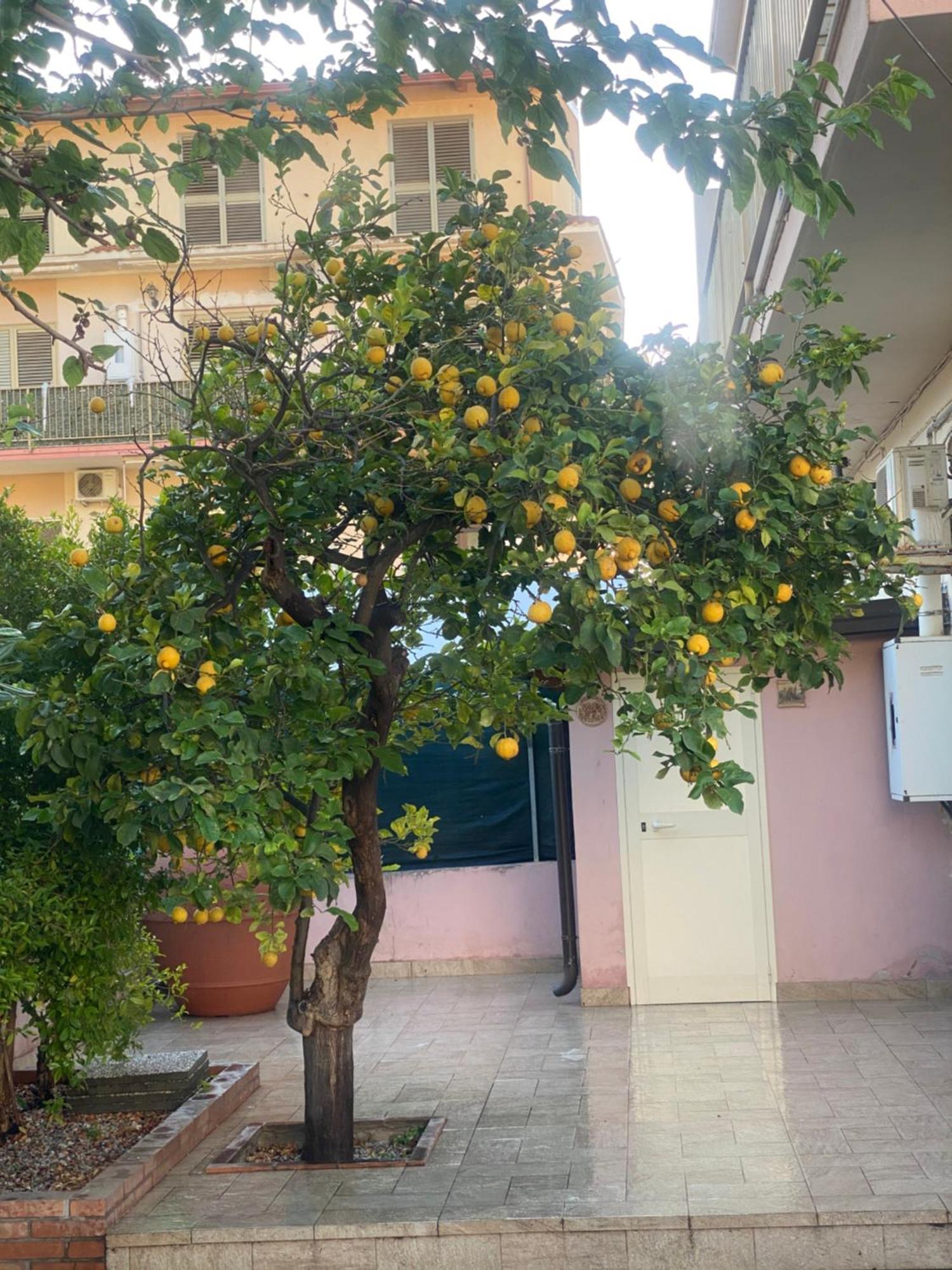 L'Albero Di Limoni Sul Mare Di Pizzo Villa Dış mekan fotoğraf