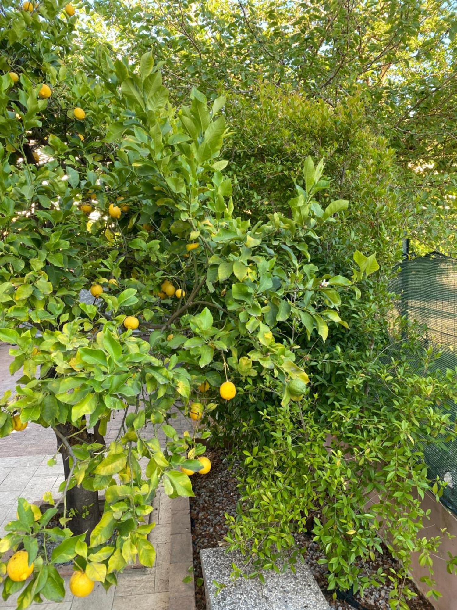 L'Albero Di Limoni Sul Mare Di Pizzo Villa Dış mekan fotoğraf